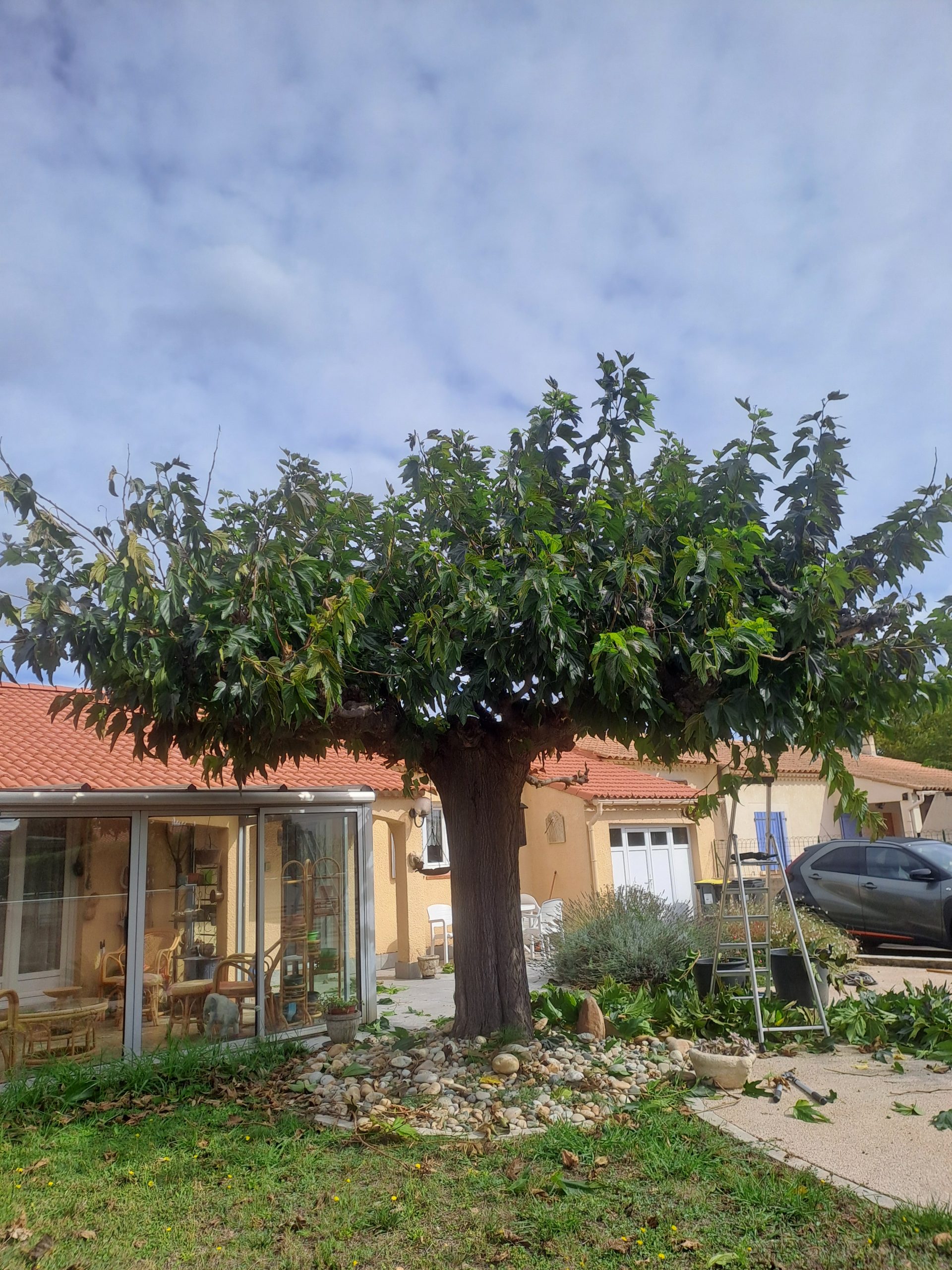 Mûrier platane avant