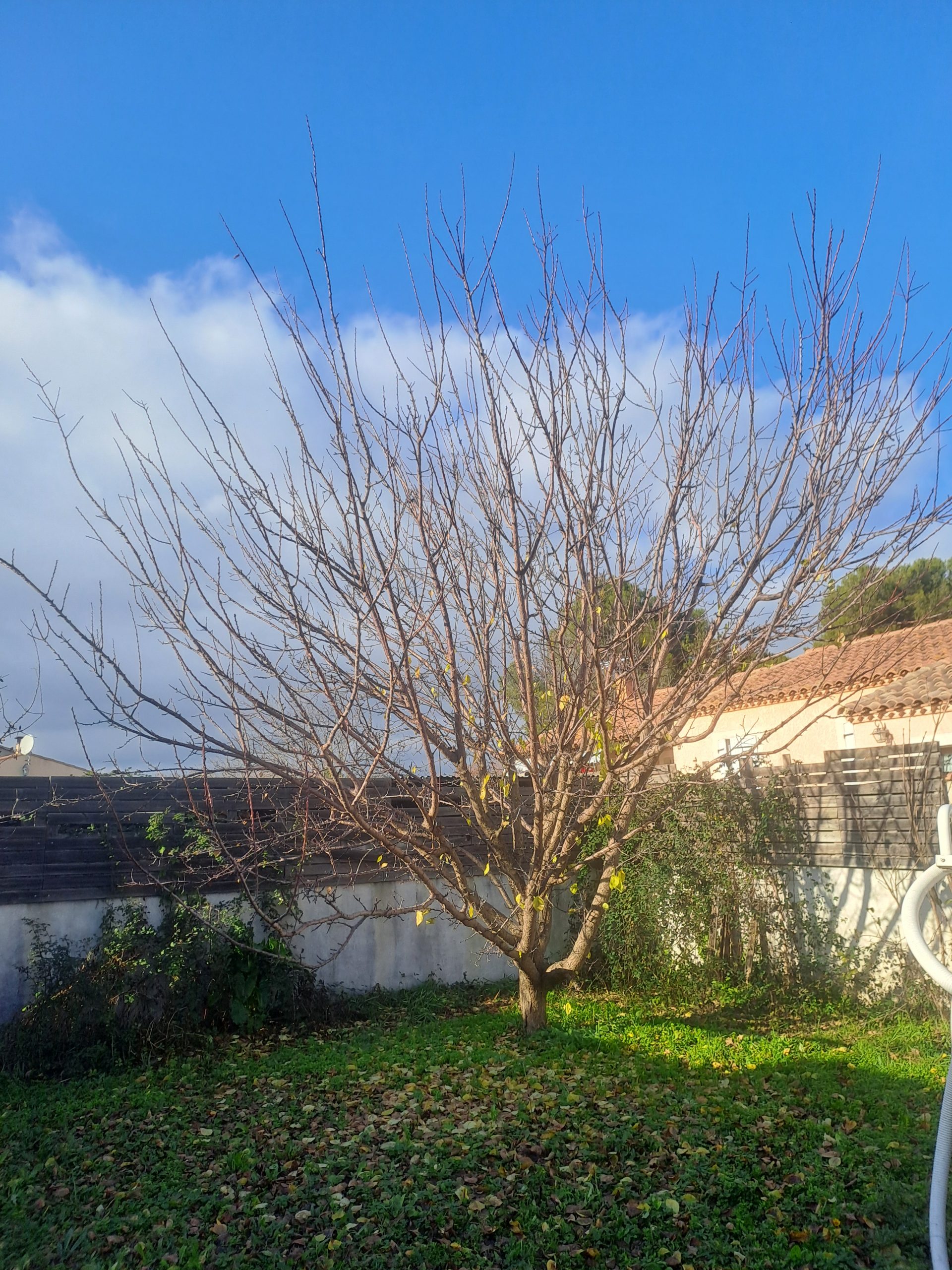 Abricotier période hivernale avant