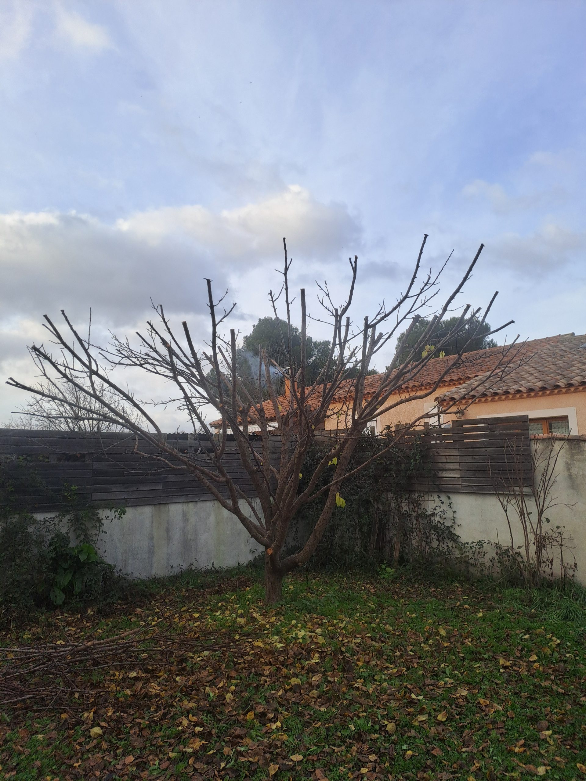 Abricotier période hivernale après